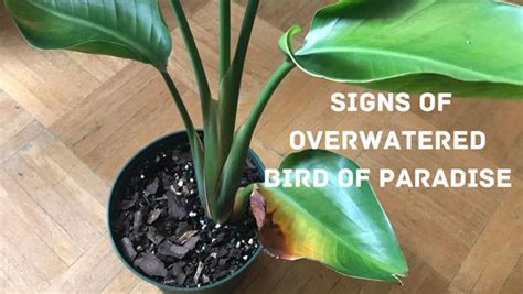 moisture meter bird of paradise|bird of paradise overwatering.